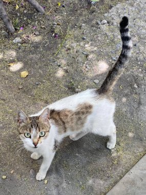 Kameraya bakan sevimli bir kedinin yakın çekimi.