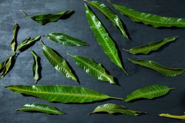 Siyah arkaplanda yeşil mango yapraklarının üst görüntüsü