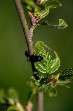 Yeşil yapraklı Agelastica yaprağı böceği makrosu.