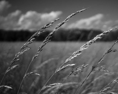 Güzel bir buğday tarlasının gri tonlu görüntüsü.