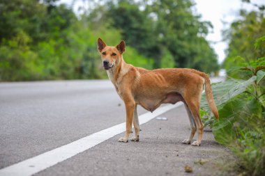 Ağaçlarla çevrili yolda sevimli bir köpek.