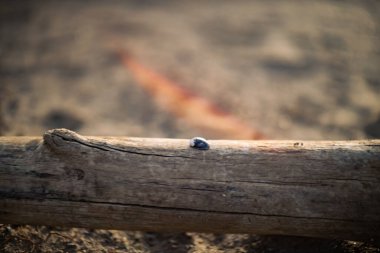 Bulanık bir arkaplanda küçük bir deniz kabuğunun yüzeysel odak noktası.