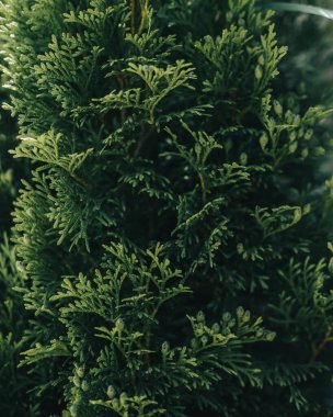 Tam kare yeşil çam yaprağı.