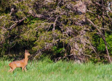 Otlaktaki bir Roe geyiğinin ve ormandaki Nothofagus pumilio ağaçlarının güzel bir görüntüsü.