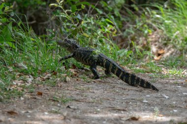 Çimenlerde yürüyen bir cüce timsahın yakın çekimi.