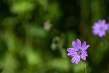 Mor bir yaban ördeğinin güzel bir görüntüsü