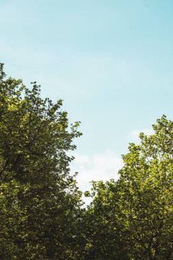 Almanya, Hamburg 'da mavi gökyüzüne karşı dikey yeşil ağaçlar.