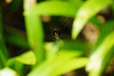 Bulanık bir arkaplanda örümceğe yakın dur