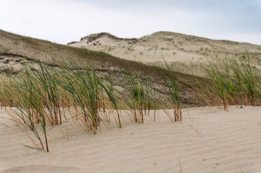 Arkasında kum tepeleri, yeşil çimenler ve dağlar olan büyüleyici bir manzara.