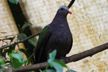 Zümrüt bir güvercinin ağaç dalına tünediği yakın plan bir fotoğraf.