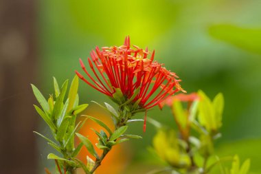 Bahçede açan turuncu bir kır çiçeğinin makro görüntüsü.