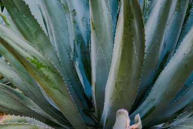 Agave yaprakları desenli arkaplan