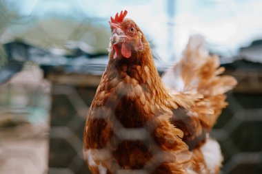 Bulanık arka planda bir tavuğun yakın çekimi.