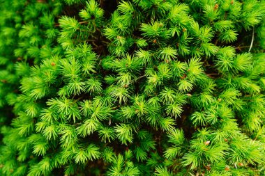 Taze yeşil çam ağacı dalları ve iğneleri