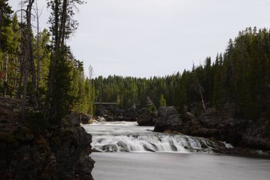 Yellowstone Ulusal Parkı 'ndaki bir ormanlık alanda akan ipek bir su.