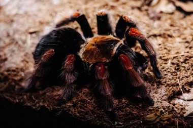 Tehlikeli bir tarantulanın toprakta otururken makro görüntüsü.
