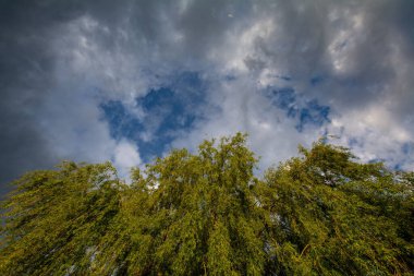 Düşük açılı foilaj görüntüsü, bulutlu mavi gökyüzüne karşı ağlayan söğüt ağaçları.