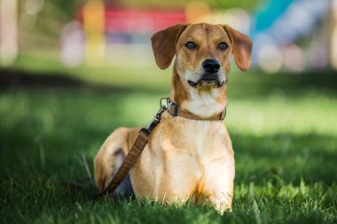 Gündüz vakti çimlerin üzerinde bir Labrador Retriever.