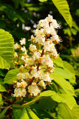 Sıradan at kestanesinin enfeksiyonu. Döllenmemiş çiçeklerin, döllendiğinde kırmızı renge dönüşen sarı noktaları vardır. İkisi de burada görülebilir..