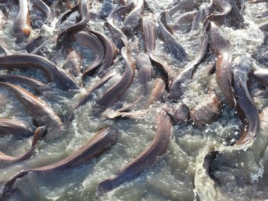 Bir sürü balık balık çiftliği. Tatlı su balık besleme gölet kaldırdı ve ticari pazarlara satılan
