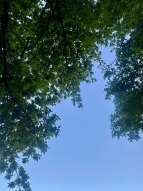 Gökyüzü arka planında sık yapraklı ağaç dallarının düşük açılı görüntüsü