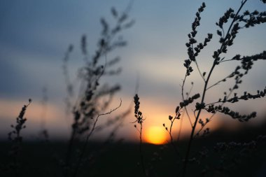 Gün batımında gökyüzü arka planında bir tarlada bitki siluetlerinin yakın çekimi