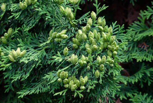 Close Thuja Fruit Branches — Stock Photo, Image