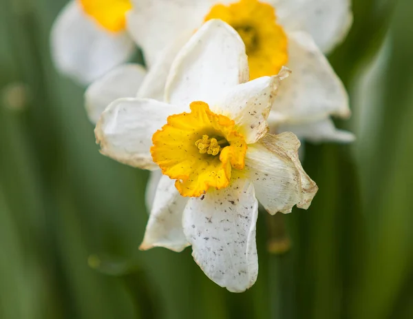 Detailní Záběr Bílých Květů Narcisů Rozmazaném Zeleném Pozadí — Stock fotografie