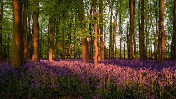 Pohled Fialové Modřiny Úpatí Stromů Lese Při Západu Slunce — Stock fotografie