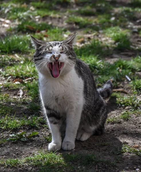 Vertical Closeup Yawning Stray Cat Selected Focus — Stock Photo, Image
