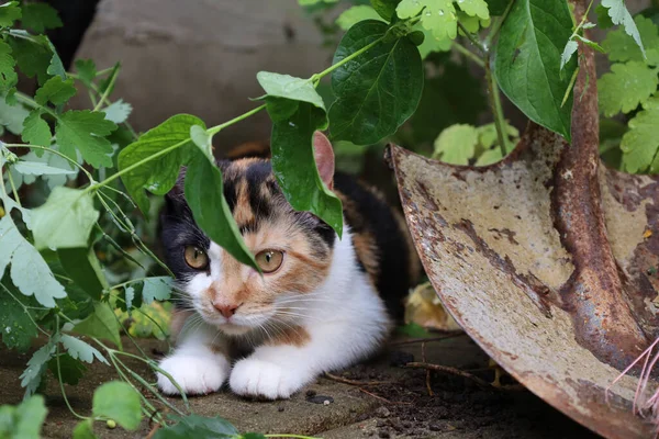 Small Cat Rural Garden — Stock Photo, Image