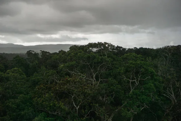 Widok Lotu Ptaka Piękny Las Parku Narodowym Barron Gorge Queensland — Zdjęcie stockowe