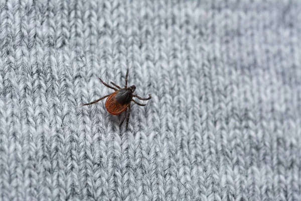 Kurban Bekleyen Insan Giysilerindeki Tehlikeli Kan Emiciye Bakın — Stok fotoğraf