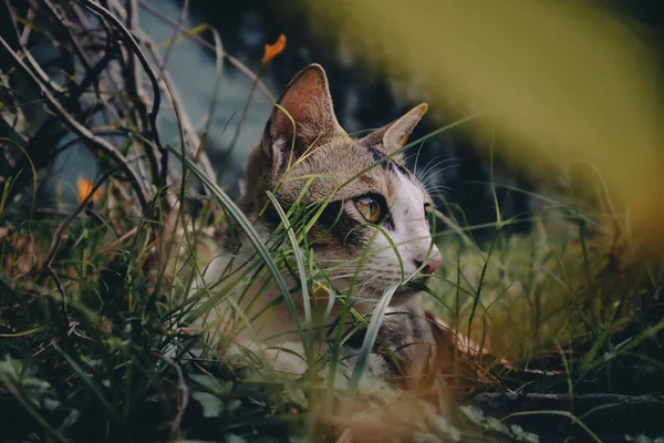 Eine Nahaufnahme Einer Niedlichen Katze Die Gras Liegt Kalagarh Indien — Stockfoto