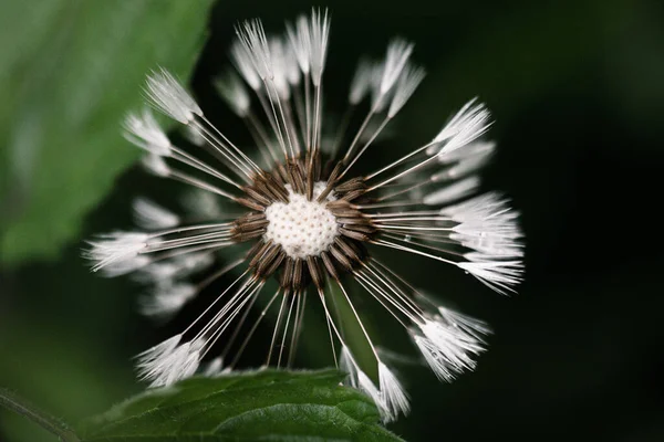 Een Close Shot Van Een Paardebloem Zonder Bloemblaadjes — Stockfoto