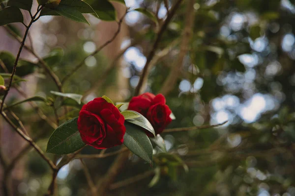 Rote Kamelienblüte Voller Blüte — Stockfoto