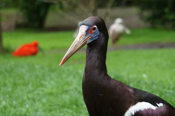 Portrait Rapproché Une Cigogne Abdim Aussi Connue Sous Nom Cigogne — Photo