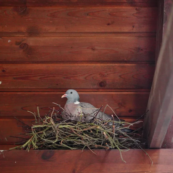 Closeup Shot Beautiful Pigeon Nest Wooden House — Stock Photo, Image