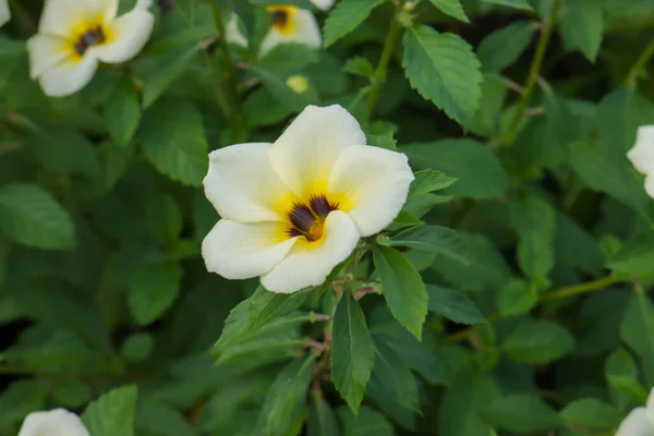 Güneşli Bir Günde Bir Bahçede Turnera Subulata Çiçeklerine Yakın Çekim — Stok fotoğraf