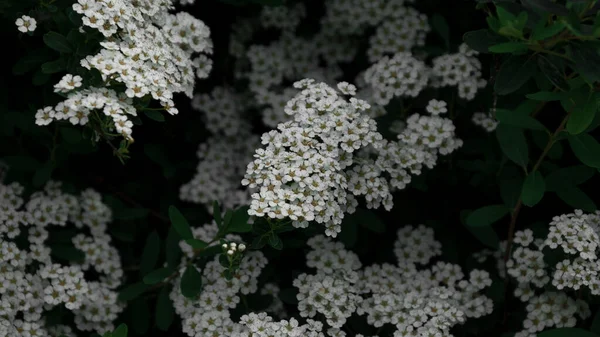 Closeup White Garland Spiraea Flowers Growing Green Leaves — Stock Photo, Image