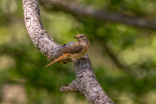 Gros Plan Une Femelle Commune Rousse Debout Sur Une Branche — Photo