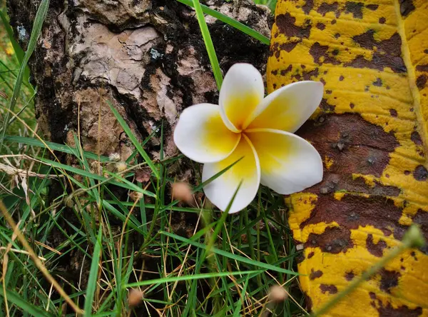 Sarı Beyaz Frangipani Çiçeğinin Yakın Plan Çekimi — Stok fotoğraf