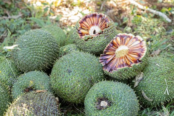 Cosecha Pino Sudamericano Cono Pino Redondo Araucaria — Foto de Stock