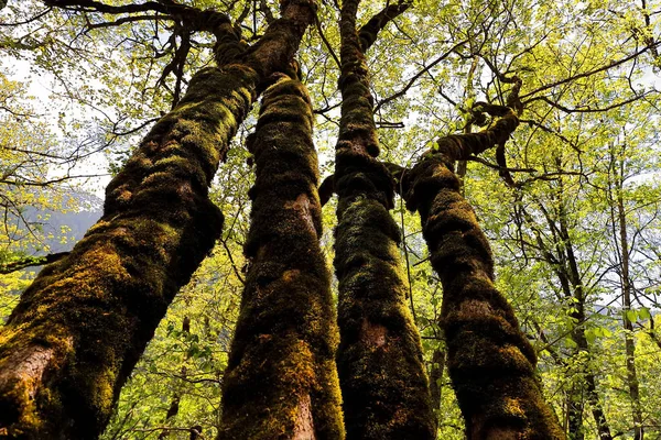 Eine Flache Aufnahme Schöner Bäume Mit Bemoosten Stämmen — Stockfoto
