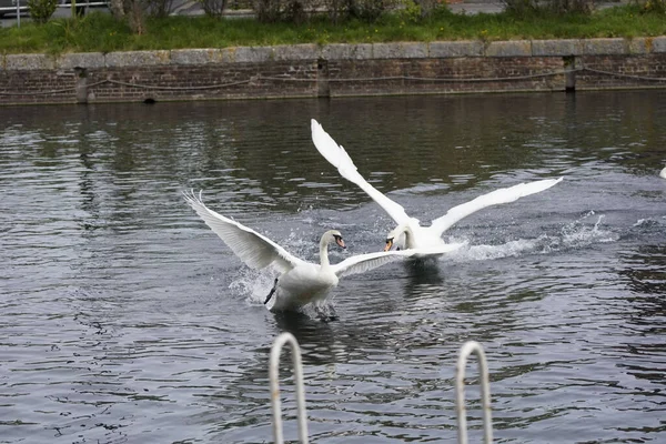 Uma Vista Dos Cisnes Brancos Que Tomam Voo Lago — Fotografia de Stock