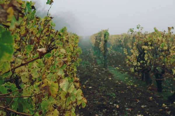 Ein Schöner Blick Auf Die Weinberge Der Groot Constantia Wine — Stockfoto