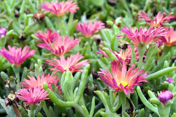 Einige Sehr Farbige Blumen Auf Einem Grünen Garten — Stockfoto