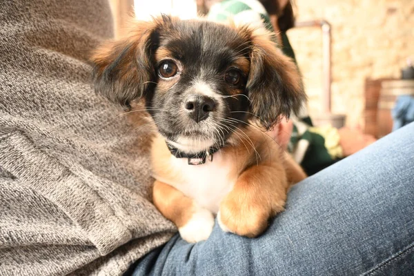 Closeup Portrait Cute Puppy Sitting Its Owner Leg — Stock Photo, Image