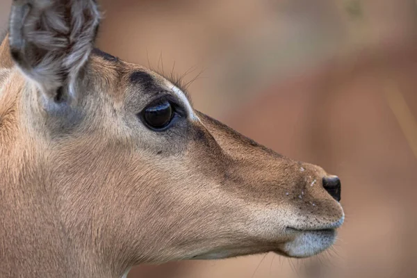 Piękne Ujęcie Głowy Impala Rezerwacie Przyrody Pilansberg — Zdjęcie stockowe