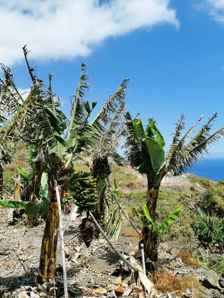 Eine Vertikale Aufnahme Schöner Grüner Bananenbäume Auf Der Insel Palma — Stockfoto